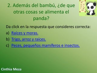 2. Además del bambú, ¿de que
otras cosas se alimenta el
panda?
Da click en la respuesta que consideres correcta:
a) Raíces y moras.
b) Trigo, arroz y raíces.
c) Peces, pequeños mamíferos e insectos.

 