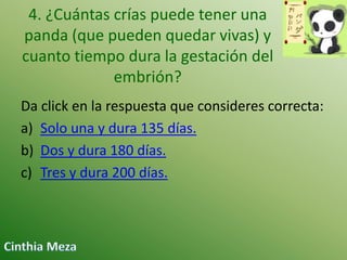 4. ¿Cuántas crías puede tener una
panda (que pueden quedar vivas) y
cuanto tiempo dura la gestación del
embrión?
Da click en la respuesta que consideres correcta:
a) Solo una y dura 135 días.
b) Dos y dura 180 días.
c) Tres y dura 200 días.

 