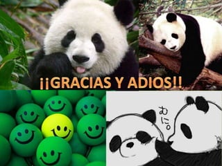 El panda gigante 1.C