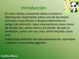 Introducción
En este trabajo conocerán datos curiosos e
información importante sobre uno de los tantos
animales maravillosos y desgraciadamente en
peligro de extinción. Aquí conoceremos cosas como
de donde son, como viven y en donde, de que se
alimentan, como son sus crías, entre muchas cosas
mas.
Espero que disfruten de esta presentación, aprendan
y valoren a los pandas gigantes.

 