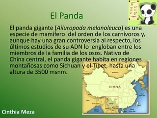 El Panda
El panda gigante (Ailuropoda melanoleuca) es una
especie de mamífero del orden de los carnívoros y,
aunque hay una gran controversia al respecto, los
últimos estudios de su ADN lo engloban entre los
miembros de la familia de los osos. Nativo de
China central, el panda gigante habita en regiones
montañosas como Sichuan y el Tíbet, hasta una
altura de 3500 msnm.

 