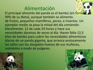 Alimentación

El principal alimento del panda es el bambú (en torno al
99% de su dieta), aunque también se alimenta
de frutos, pequeños mamíferos, peces, e insectos. Un
ejemplar medio se pasa la mitad del día comiendoliteralmente: 12 de cada 24 horas-y hace sus
necesidades docenas de veces al día. Hacen falta 12,5
kilos de bambú para cubrir las necesidades alimenticias
diarias de un panda gigante, que arranca ansiosamente
los tallos con los alargados huesos de sus muñecas,
usándolos a modo de pulgares.

 