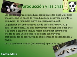 Reproducción y las crías
Los pandas alcanzan su madurez sexual entre los cinco y los siete
años de edad. La época de reproducción se desarrolla durante la
primavera (de mediados marzo a mediados de mayo).
La gestación del embrión (que puede pesar entre 90 y 130 g,)
dura, en promedio, 135 días. Normalmente nacen una o dos crías,
si se diera el segundo caso, la madre optará por continuar la
crianza de sólo una de ellas (la que note con mayores
probabilidades de sobrevivir). La cría rechazada es abandonada y
muere.
La cría comienza a andar (torpemente) a partir de los 75 días.

 
