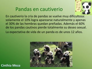 Pandas en cautiverio
En cautiverio la cría de pandas se vuelve muy dificultosa:
solamente el 10% logra aparearse naturalmente y apenas
el 30% de las hembras quedan preñadas. Además el 60%
de los pandas cautivos pierde totalmente su deseo sexual.
La expectativa de vida de un panda es de unos 12 años.

 