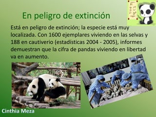 En peligro de extinción
Está en peligro de extinción; la especie está muy
localizada. Con 1600 ejemplares viviendo en las selvas y
188 en cautiverio (estadísticas 2004 - 2005), informes
demuestran que la cifra de pandas viviendo en libertad
va en aumento.

 