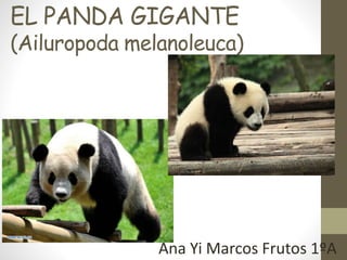 EL PANDA GIGANTE
(Ailuropoda melanoleuca)
Ana Yi Marcos Frutos 1ºA
 