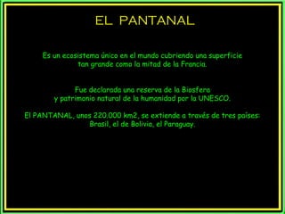 EL PANTANALEL PANTANAL
Es un ecosistema único en el mundo cubriendo una superficie
tan grande como la mitad de la Francia.
Fue declarada una reserva de la Biosfera
y patrimonio natural de la humanidad por la UNESCO.
El PANTANAL, unos 220.000 km2, se extiende a través de tres países:
Brasil, el de Bolivia, el Paraguay.
 