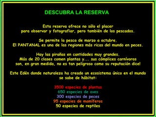 Esta reserva ofrece no sólo el placerEsta reserva ofrece no sólo el placer
para observar y fotografiar, pero también de los pescados.para observar y fotografiar, pero también de los pescados.
Se permite la pesca de marzo a octubre.Se permite la pesca de marzo a octubre.
El PANTANAL es una de las regiones más ricas del mundo en peces.El PANTANAL es una de las regiones más ricas del mundo en peces.
Hay las pirañas en cantidades muy grandes.Hay las pirañas en cantidades muy grandes.
Más de 20 clases comen plantas y... sus cómplices carnívorosMás de 20 clases comen plantas y... sus cómplices carnívoros
son, en gran medida, no es tan peligroso como su reputación dice!son, en gran medida, no es tan peligroso como su reputación dice!
Este Edén donde naturaleza ha creado un ecosistema único en el mundoEste Edén donde naturaleza ha creado un ecosistema único en el mundo
se sabe de hábitat:se sabe de hábitat:
3500 especies de plantas3500 especies de plantas
650 especies de aves650 especies de aves
300 especies de peces300 especies de peces
95 especies de mamíferos95 especies de mamíferos
50 especies de reptiles50 especies de reptiles
DESCUBRA LA RESERVADESCUBRA LA RESERVA
 