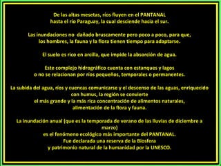 De las altas mesetas, ríos fluyen en el PANTANAL
hasta el río Paraguay, la cual desciende hacia el sur.
Las inundaciones no dañado bruscamente pero poco a poco, para que,
los hombres, la fauna y la flora tienen tiempo para adaptarse.
El suelo es rico en arcilla, que impide la absorción de agua.
Este complejo hidrográfico cuenta con estanques y lagos
o no se relacionan por ríos pequeños, temporales o permanentes.
La subida del agua, ríos y cuencas comunicarse y el descenso de las aguas, enriquecido
con humus, la región se convierte
el más grande y la más rica concentración de alimentos naturales,
alimentación de la flora y fauna.
La inundación anual (que es la temporada de verano de las lluvias de diciembre a
marzo)
es el fenómeno ecológico más importante del PANTANAL.
Fue declarada una reserva de la Biosfera
y patrimonio natural de la humanidad por la UNESCO.
 