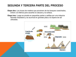 SEGUNDA Y TERCERA PARTE DEL PROCESO 
Etapa dos: Los trozos de madera que provienen de los bosques cosechados, 
entran a la fábrica para sacarles la cáscara y la corteza. 
Etapa tres: Luego es picada en pequeñas partes o astillas por una máquina 
llamada chipiadora y se acumula en grandes pilas a la espera de ser 
utilizadas. 
 