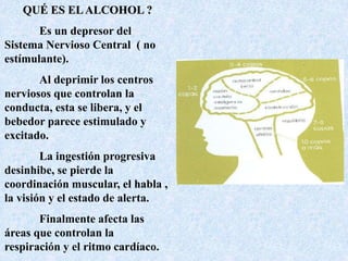 QUÉ ES EL ALCOHOL ? 
Es un depresor del 
Sistema Nervioso Central ( no 
estímulante). 
Al deprimir los centros 
nerviosos que controlan la 
conducta, esta se libera, y el 
bebedor parece estimulado y 
excitado. 
La ingestión progresiva 
desinhibe, se pierde la 
coordinación muscular, el habla , 
la visión y el estado de alerta. 
Finalmente afecta las 
áreas que controlan la 
respiración y el ritmo cardíaco. 
 
