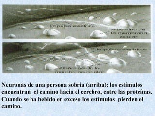 Neuronas de una persona sobria (arriba): los estímulos 
encuentran el camino hacia el cerebro, entre las proteínas. 
Cuando se ha bebido en exceso los estímulos pierden el 
camino. 
 