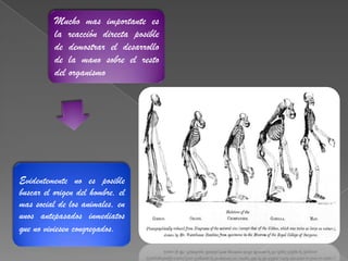 El papel de la transformacion del mono en hombre | PPTX