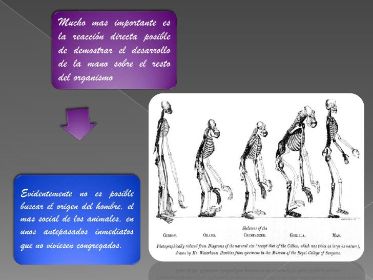 El papel de la transformacion del mono en hombre