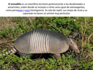 El armadillo es un mamífero terrestre perteneciente a los desdentados o 
xenartrales, orden donde se incluyen a otros seres igual de extravagantes, 
como perezosos y osos hormigueros. Su cola de reptil, sus orejas de mula y su 
caparazón lo hacen un animal muy particular. 
 