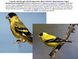 El lucerito, cabecita negra, cabecita negra común, jilguero calesinero, jilguero peruano o lugano 
iberoamericano encapuchado (Carduelis magellanica) es un pájaro de la familia de los fringílidos. Mide entre 
los 10 a 14 cm. El macho generalmente es verdoso por encima y amarillo por debajo, tiene en la cabeza una 
capucha negra característica, nuca y cuello amarillo verdosos, rabadilla amarilla, las alas y cola son negras con 
franjas amarillas muy llamativas en vuelo. La hembra no tiene capucha, su cabeza es grisácea, tiene el dorso 
más pálido y por debajo más verdosa que amarilla. 
 