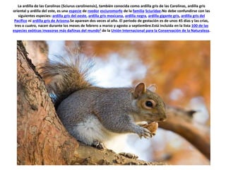 La ardilla de las Carolinas (Sciurus carolinensis), también conocida como ardilla gris de las Carolinas, ardilla gris 
oriental y ardilla del este, es una especie de roedor esciuromorfo de la familia Sciuridae.No debe confundirse con las 
siguientes especies: ardilla gris del oeste, ardilla gris mexicana, ardilla negra, ardilla gigante gris, ardilla gris del 
Pacífico ni ardilla gris de Arizona.Se aparean dos veces al año. El período de gestación es de unos 45 días y las crías, 
tres o cuatro, nacen durante los meses de febrero a marzo y agosto a septiembre.Está incluida en la lista 100 de las 
especies exóticas invasoras más dañinas del mundo2 de la Unión Internacional para la Conservación de la Naturaleza. 
 