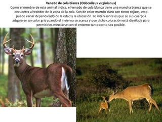 Venado de cola blanca (Odocoileus virginianus) 
Como el nombre de este animal indica, el venado de cola blanca tiene una mancha blanca que se 
encuentra alrededor de la zona de la cola. Son de color marrón claro con tonos rojizos, esto 
puede variar dependiendo de la edad y la ubicación. Lo interesante es que se sus cuerpos 
adquieren un color gris cuando el invierno se acerca y que dicha coloración está diseñada para 
permitirles mezclarse con el entorno tanto como sea posible. 
 