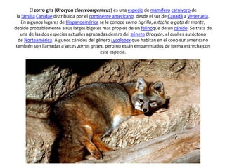 El zorro gris (Urocyon cinereoargenteus) es una especie de mamífero carnívoro de 
la familia Canidae distribuida por el continente americano, desde el sur de Canadá a Venezuela. 
En algunos lugares de Hispanoamérica se le conoce como tigrillo, ostoche o gato de monte, 
debido probablemente a sus largos bigotes más propios de un felinoque de un cánido. Se trata de 
una de las dos especies actuales agrupadas dentro del género Urocyon, el cual es autóctono 
de Norteamérica. Algunos cánidos del género Lycalopex que habitan en el cono sur americano 
también son llamadas a veces zorros grises, pero no están emparentados de forma estrecha con 
esta especie. 
 