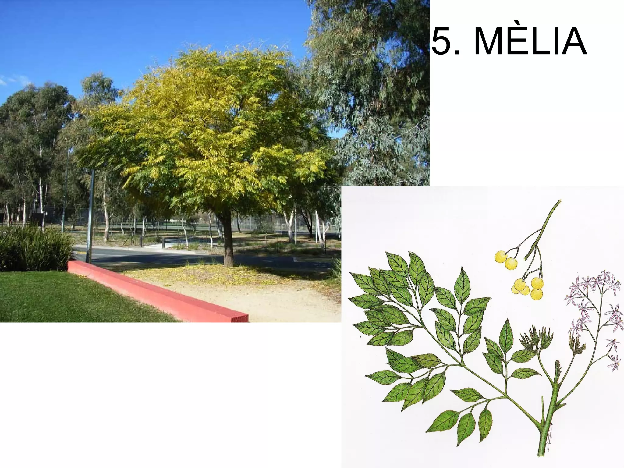 5. MÈLIA
 
