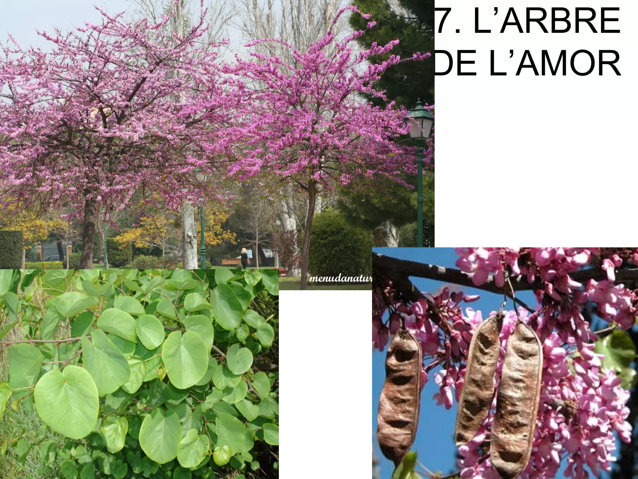 7. L’ARBRE
DE L’AMOR
 