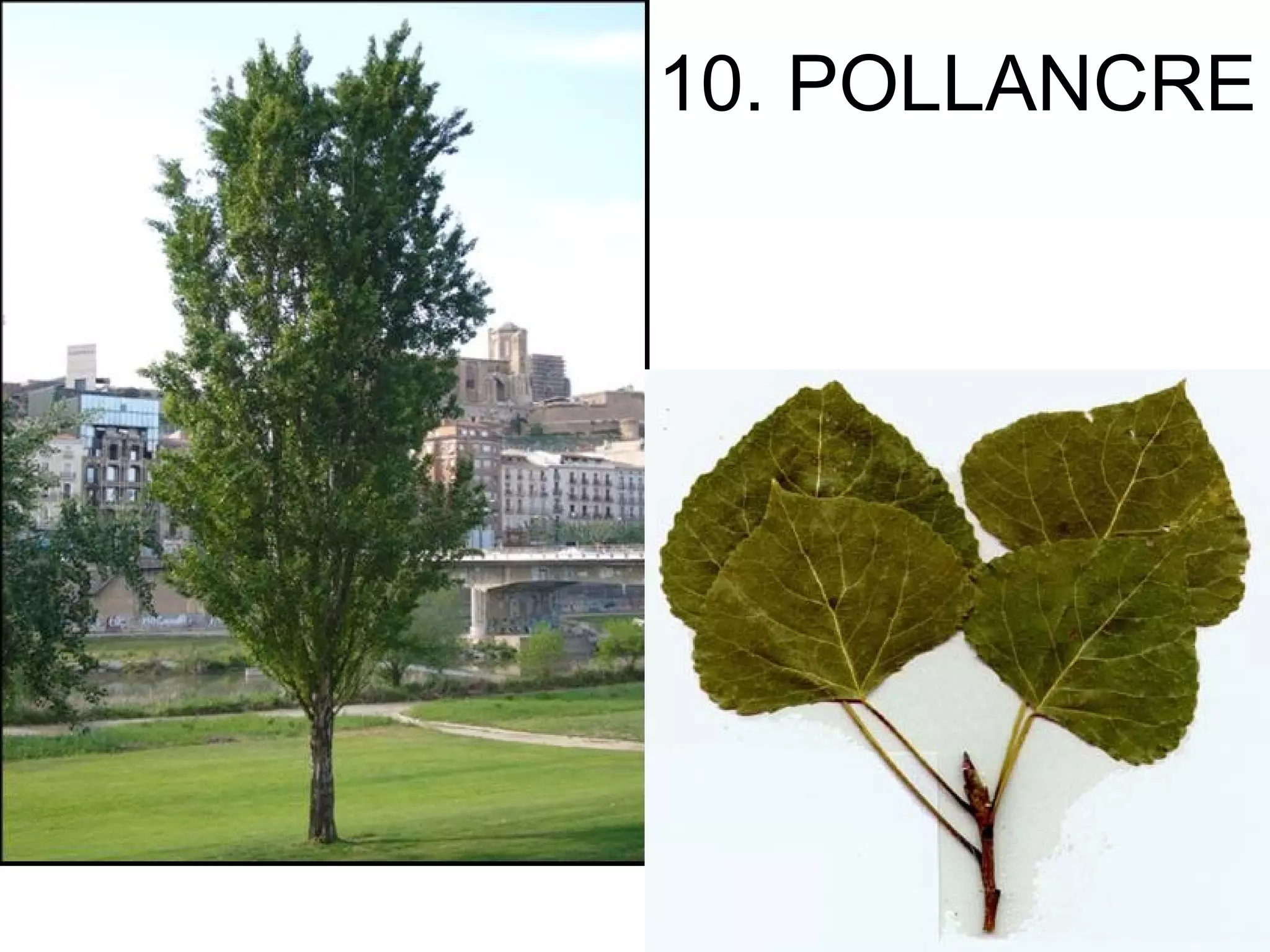 10. POLLANCRE
 
