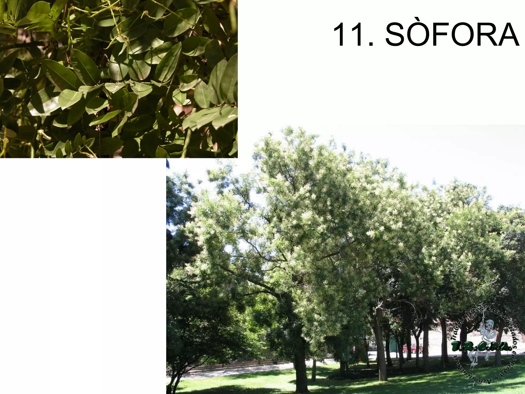 11. SÒFORA
 