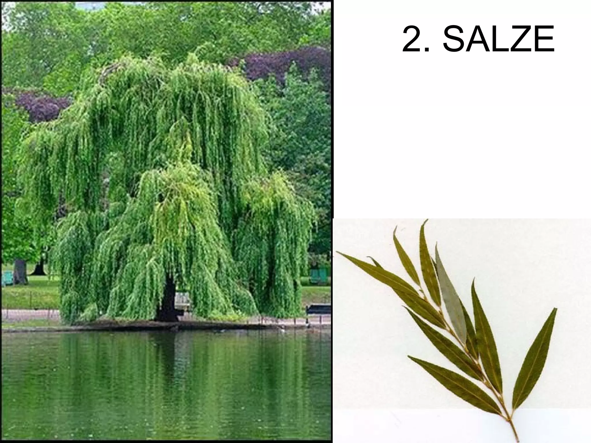 2. SALZE
 