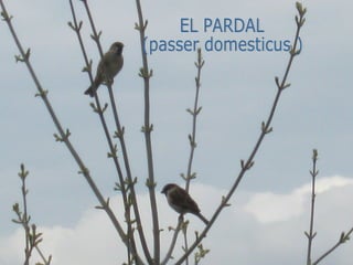 EL PARDAL (passer domesticus )  