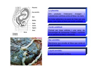 La placenta:
S’hi produeix l’intercanvi d’oxigen i
substàncies nutritives entre el fetus i la mare.
Es troba adherida a la...