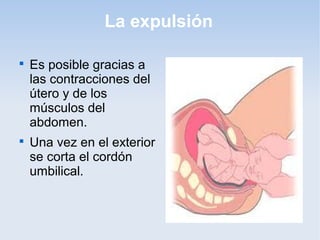 La expulsión


    Es posible gracias a
    las contracciones del
    útero y de los
    músculos del
    abdomen.

    Una vez en el exterior
    se corta el cordón
    umbilical.
 