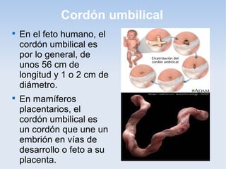 Cordón umbilical

    En el feto humano, el
    cordón umbilical es
    por lo general, de
    unos 56 cm de
    longitud y 1 o 2 cm de
    diámetro.

    En mamíferos
    placentarios, el
    cordón umbilical es
    un cordón que une un
    embrión en vías de
    desarrollo o feto a su
    placenta.
 