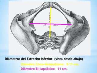 Diámetros del Estrecho Inferior (vista desde abajo)
          Diámetro Coxo-Subpubiano: 9-11 cm.
          Diámetro Bi-Isquiático: 11 cm.
 
