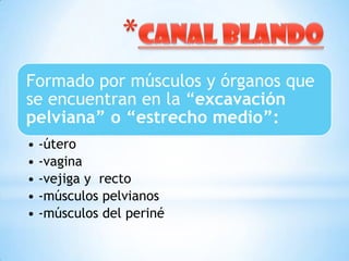 Formado por músculos y órganos que
se encuentran en la “excavación
pelviana” o “estrecho medio”:
• -útero
• -vagina
• -vejiga y recto
• -músculos pelvianos
• -músculos del periné
 
