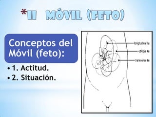 Conceptos del
Móvil (feto):
• 1. Actitud.
• 2. Situación.
 