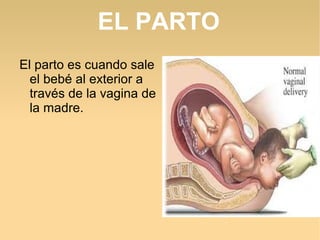 EL PARTO
El parto es cuando sale
  el bebé al exterior a
  través de la vagina de
  la madre.
 