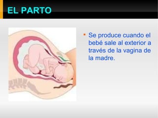 EL PARTO

           
               Se produce cuando el
               bebé sale al exterior a
               través de la vagina de
               la madre.
 