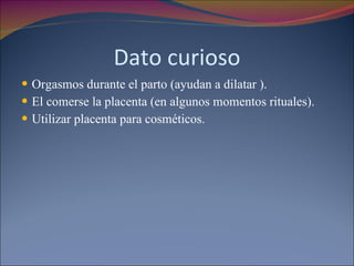 Dato curioso Orgasmos durante el parto (ayudan a dilatar ). El comerse la placenta (en algunos momentos rituales). Utilizar placenta para cosméticos.  