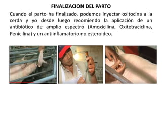 EL PARTO EN LA CERDA