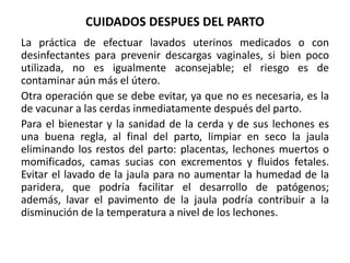 EL PARTO EN LA CERDA