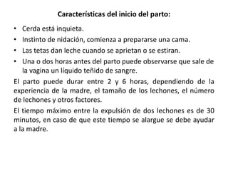 EL PARTO EN LA CERDA