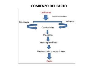 EL PARTO EN LA CERDA