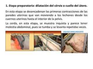 EL PARTO EN LA CERDA