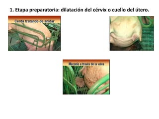 EL PARTO EN LA CERDA