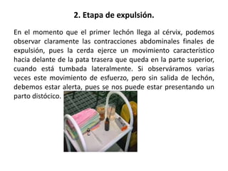 EL PARTO EN LA CERDA