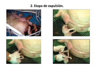 EL PARTO EN LA CERDA