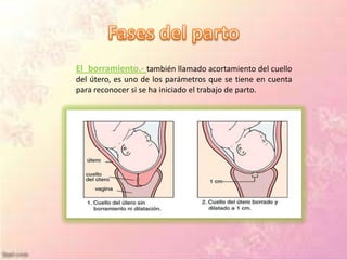 El borramiento.- también llamado acortamiento del cuello
del útero, es uno de los parámetros que se tiene en cuenta
para reconocer si se ha iniciado el trabajo de parto.
 