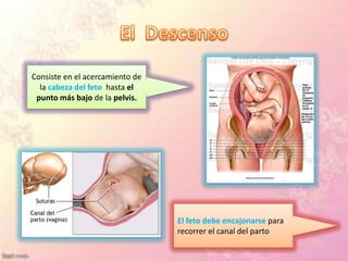 Consiste en el acercamiento de
  la cabeza del feto hasta el
 punto más bajo de la pelvis.




                                 El feto debe encajonarse para
                                 recorrer el canal del parto
 