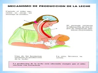 El parto y la lactancia
