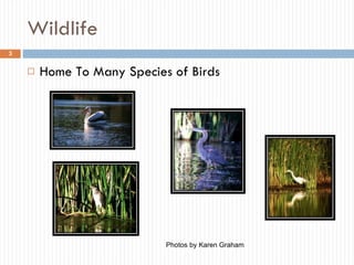 Wildlife Home To Many Species of Birds Photos by Karen Graham 